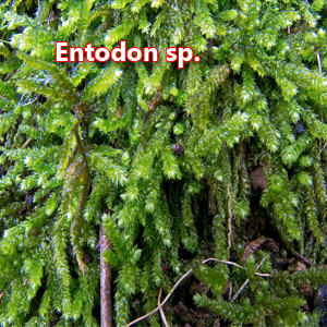 Entodon sp